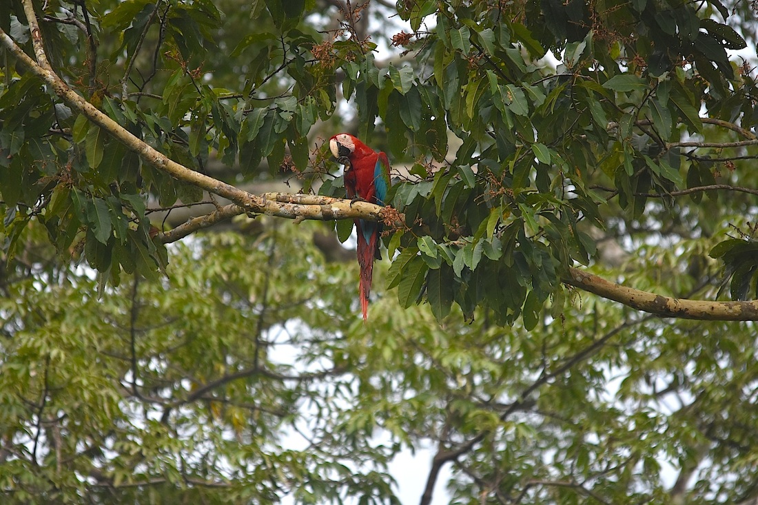 red-and-green macaw