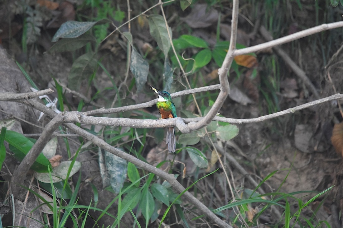 green-tailed jacamar