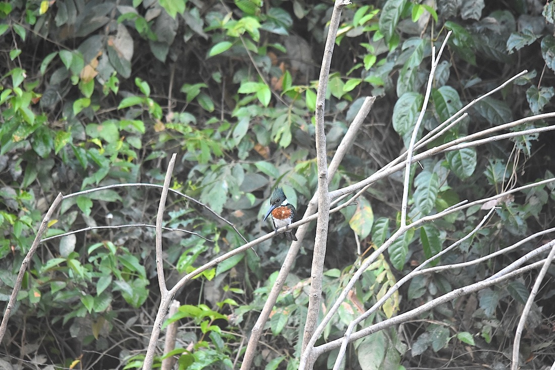 amazon kingfisher