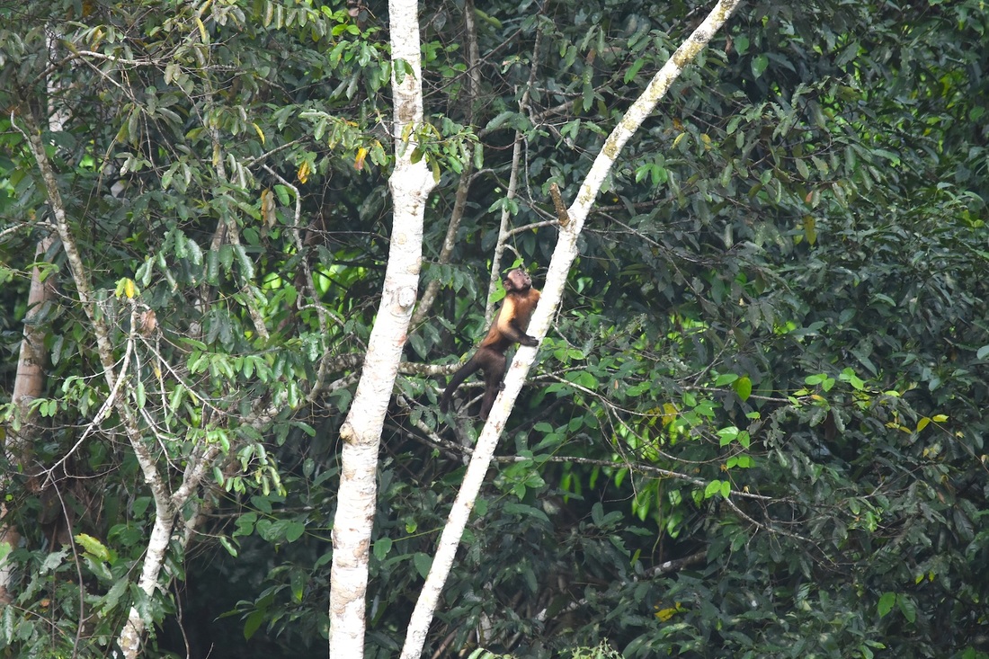 brown capuchin monkey