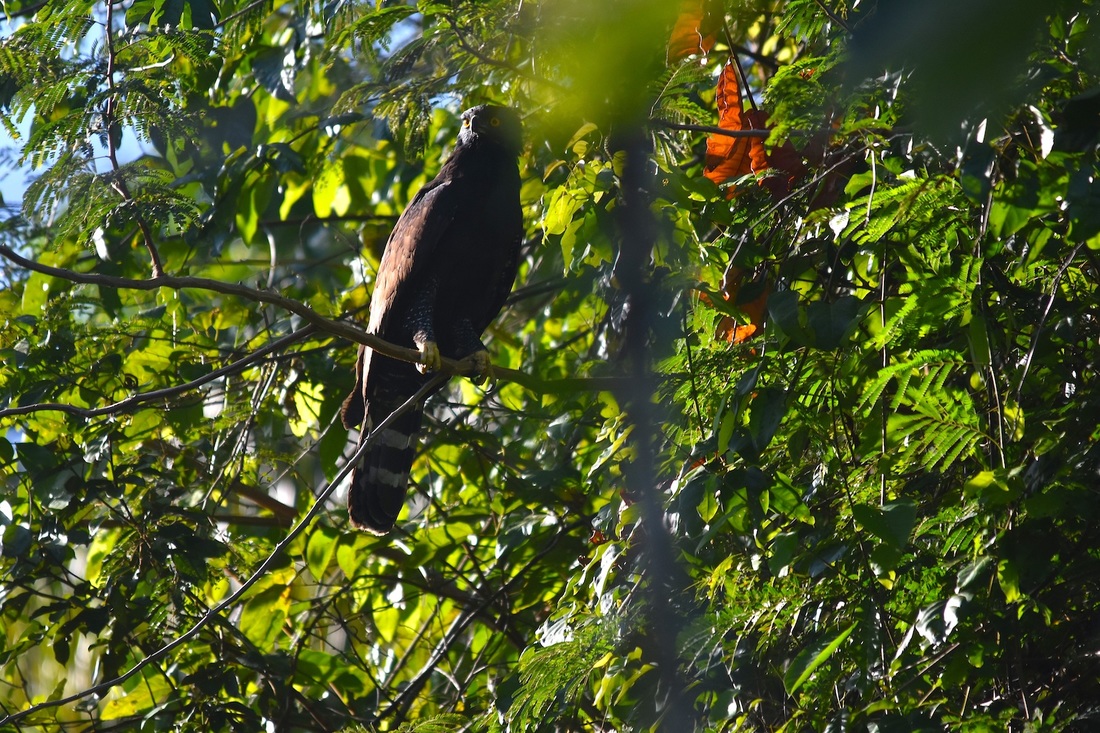 black hawk eagle