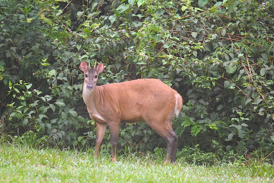 red-brocket deer