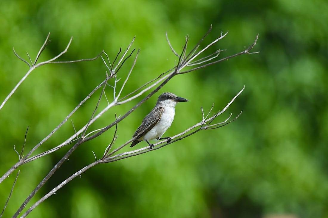 gray kingbird