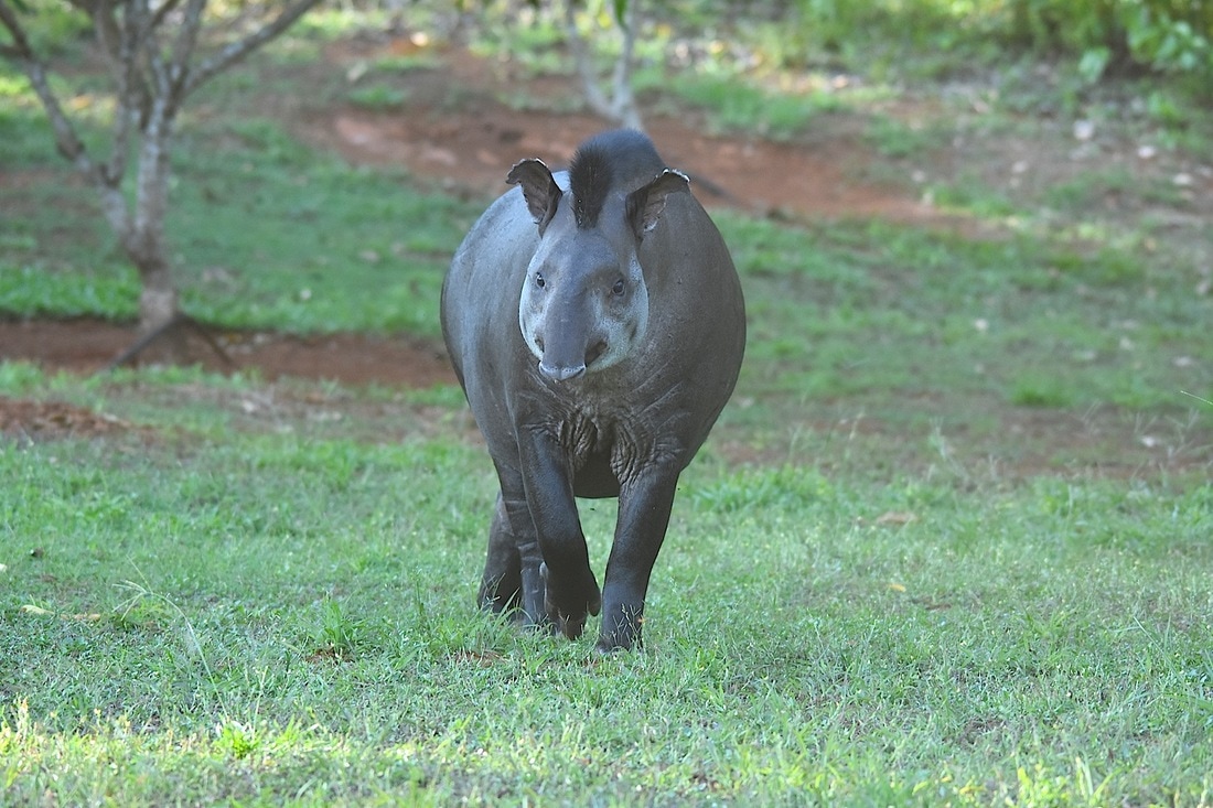 lowland tapir