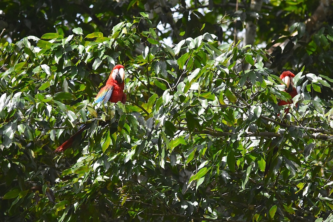 red-and-green macaws
