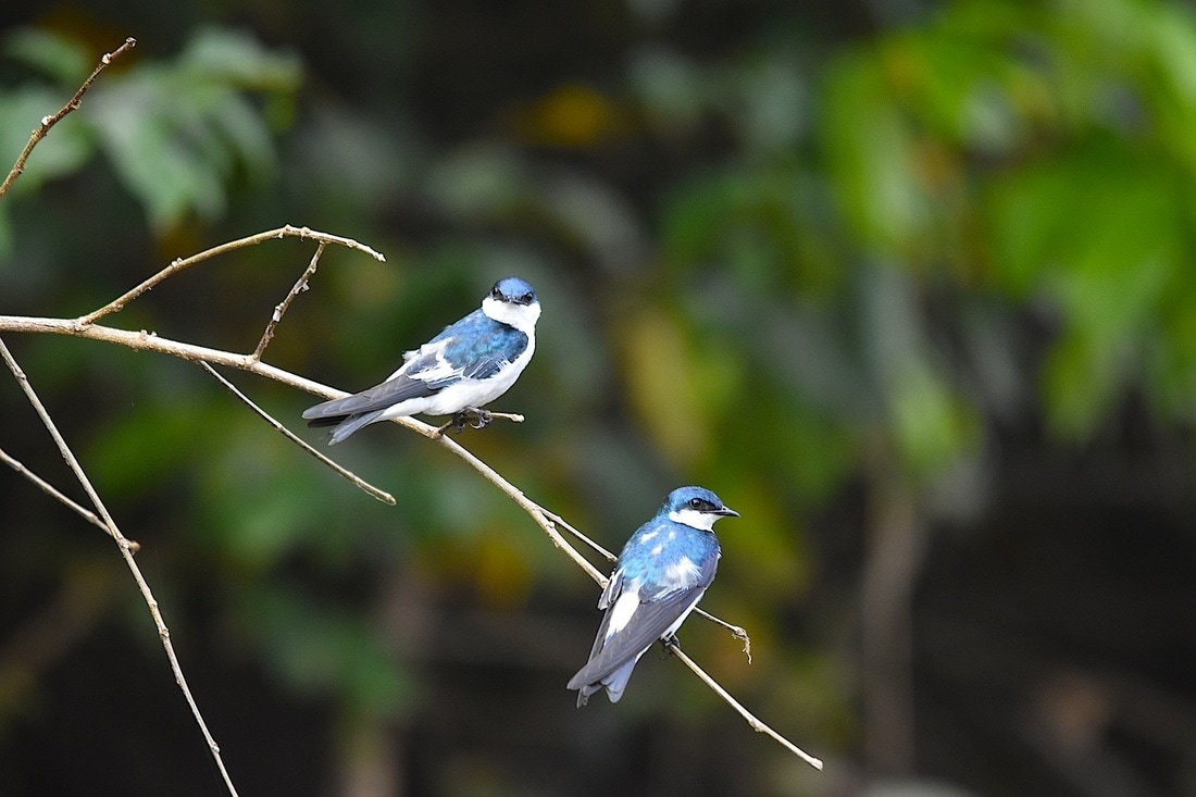 white-winged swallows