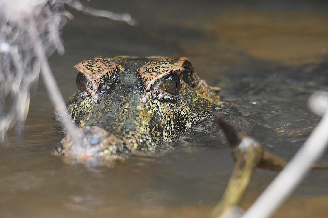 smooth-fronted caiman