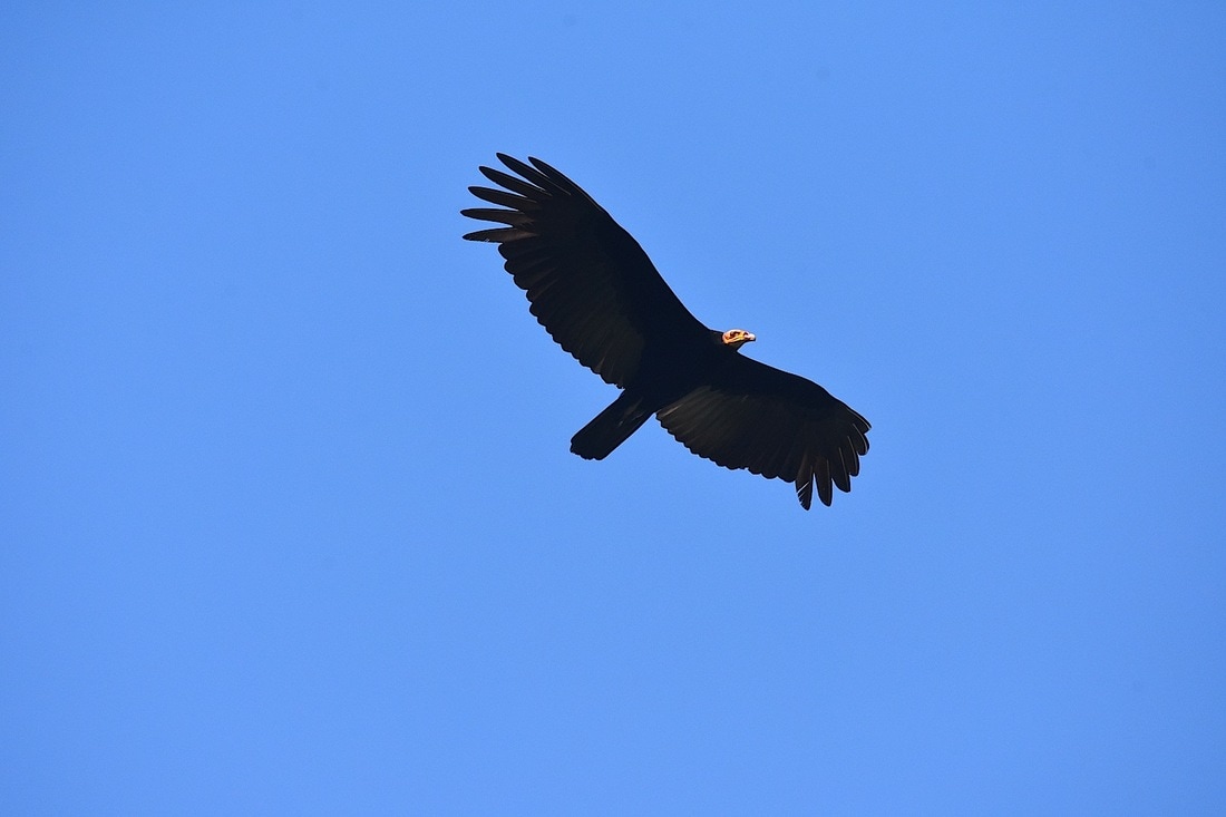 greater yellow-headed vulture