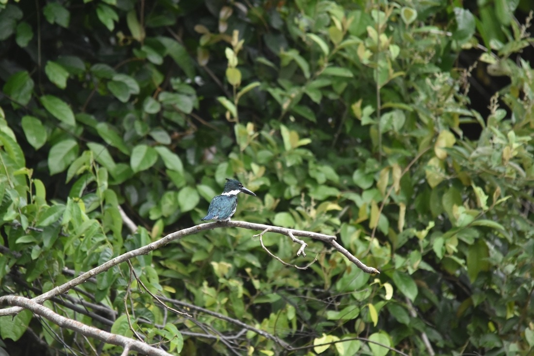 amazon kingfisher
