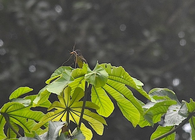 dusky chested flycatcher