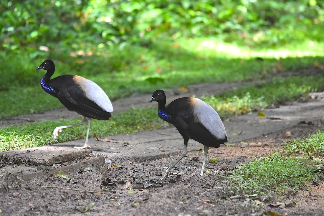 grey-winged trumpeter