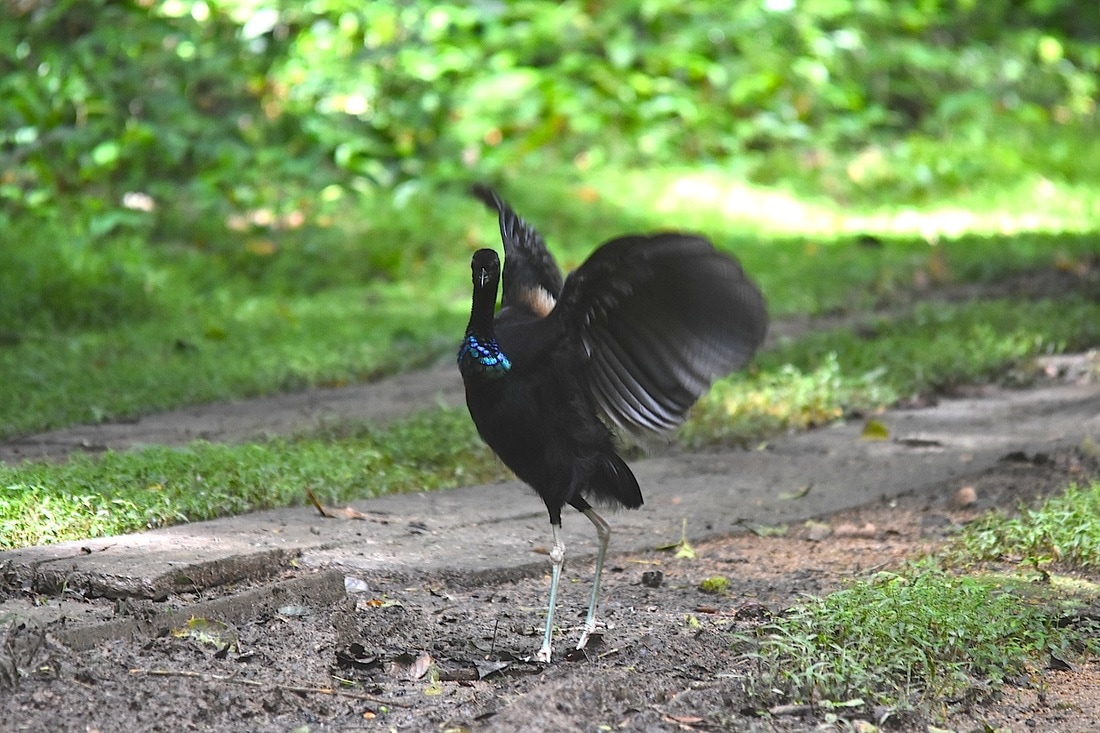 grey-winged trumpeter