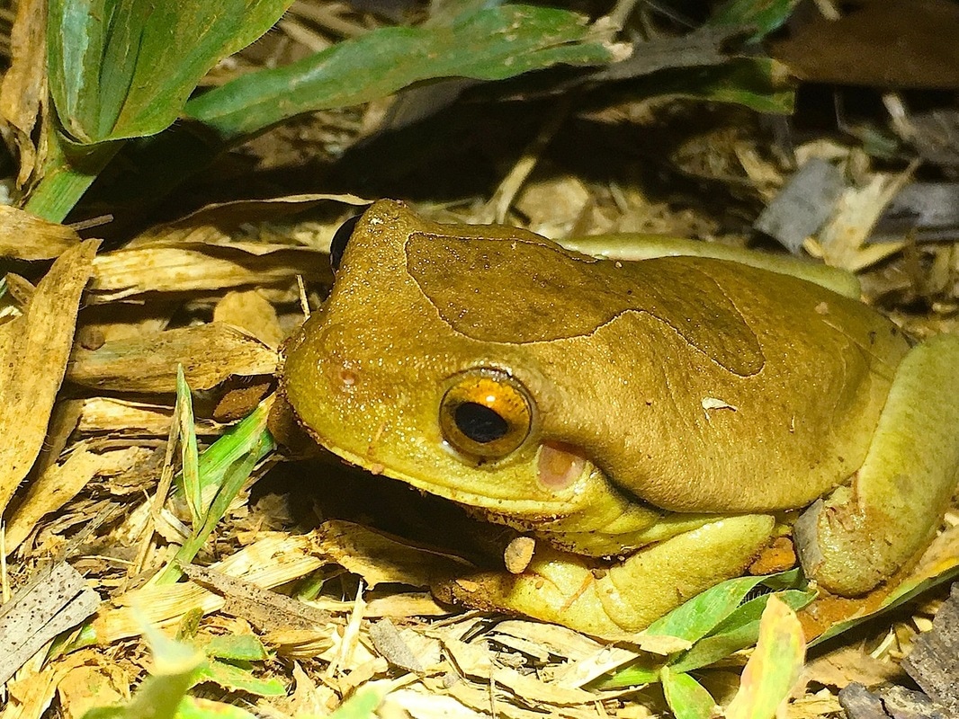suriname golden-eyed treefrog