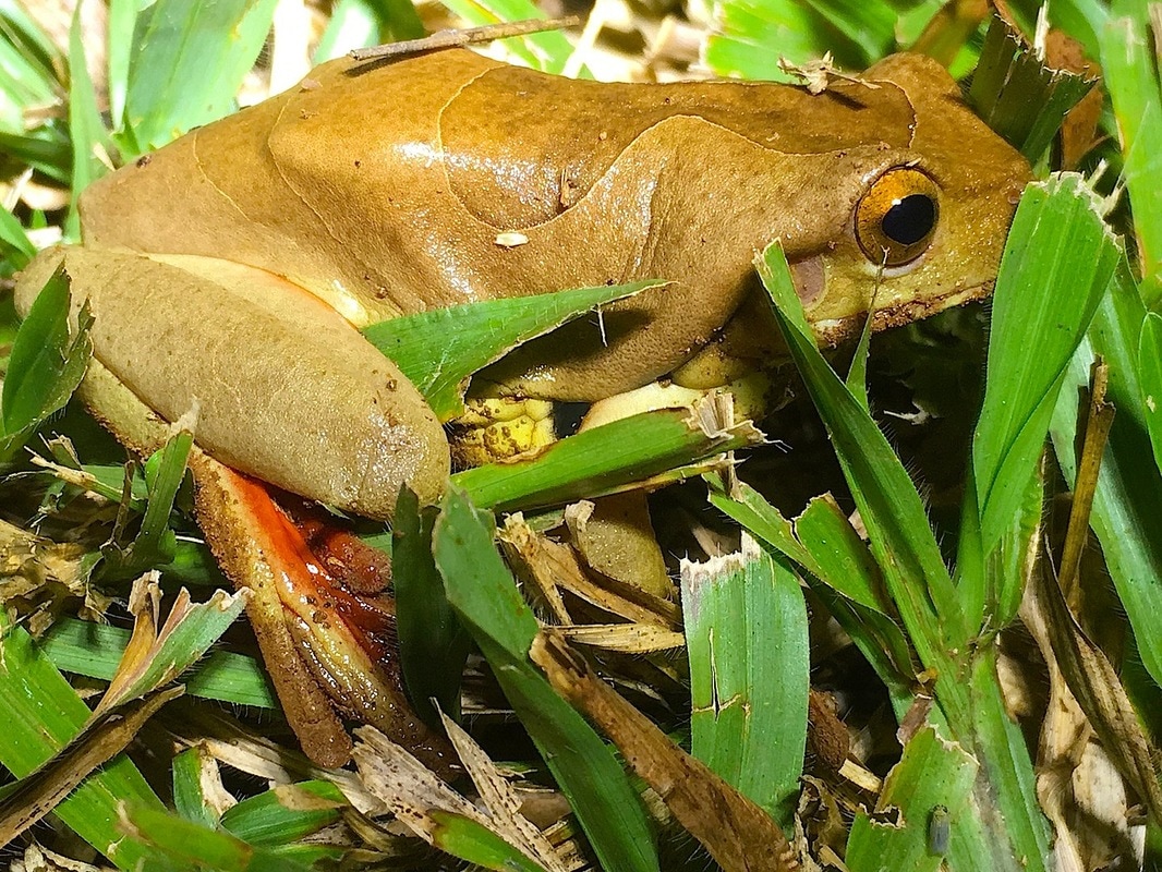suriname golden-eyed treefrog