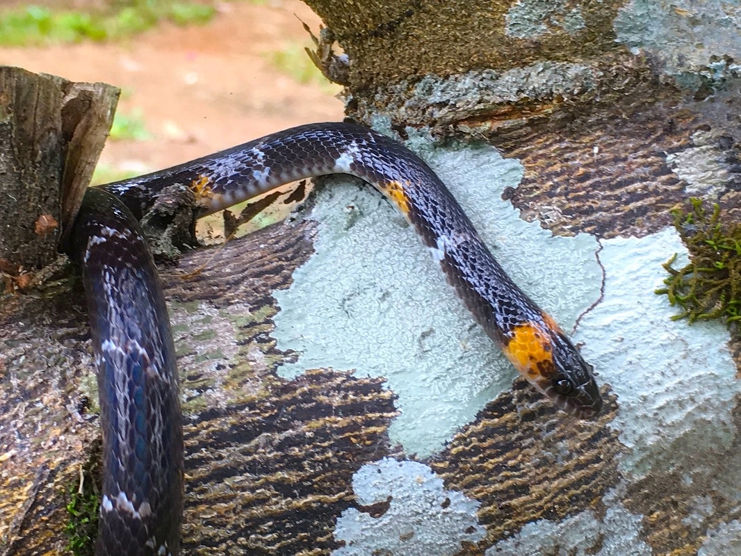 black headed calico snake
