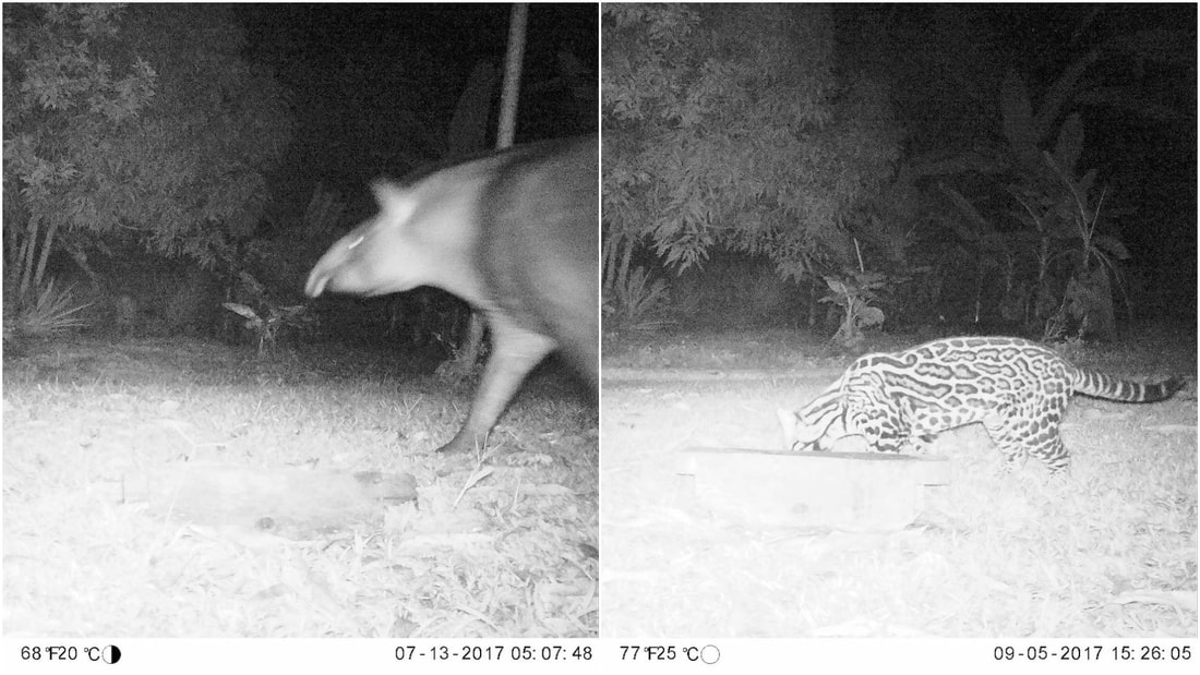lowland tapir and ocelot in suriname